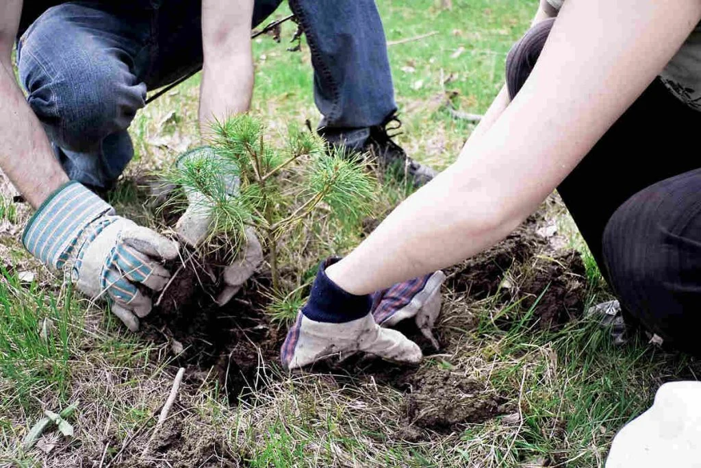 Environmental Impact Assessment